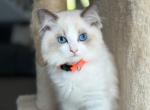 Pearl Orange - Ragdoll Cat For Sale - NC, US