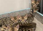 Bengal - Bengal Kitten For Sale - Newark, NJ, US