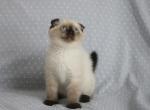 Kitty female seal point - Scottish Fold Cat For Sale - Elmira, NY, US