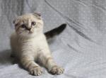 Female kitten stripes - Scottish Fold Cat For Sale - Elmira, NY, US