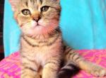 Pandora - Scottish Fold Kitten For Sale - New York, NY, US