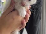 Flame point Siamese - Siamese Cat For Sale - Louisville, KY, US