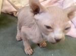 The A Litter - Sphynx Cat For Sale - Lubbock, TX, US