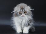 Blue bicolor Highland Fold boy - Scottish Fold Cat For Sale - Spokane, WA, US