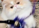 Bubba - Persian Cat For Sale - PA, US