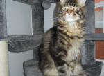 Major - Maine Coon Cat For Sale - Souderton, PA, US