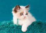 Validol - Ragdoll Cat For Sale - Brooklyn, NY, US