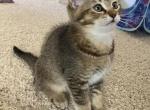 British Shorthair Cross Male Kitten - British Shorthair Cat For Sale - Rancho Santa Margarita, CA, US