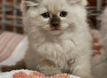 Chocolate mink point - Ragdoll Kitten For Sale - Farmville, VA, US