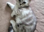 Bella - Scottish Straight Cat For Sale - Philadelphia, PA, US