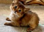 Dominika - Abyssinian Cat For Sale - Norwalk, CT, US