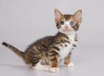 Hansai Pantherina - Bengal Cat For Sale - Norwalk, CT, US