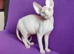 Rahat - Sphynx Cat For Sale - Pembroke Pines, FL, US