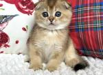 Cooper - Scottish Fold Cat For Sale - Hollywood, FL, US