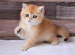 Fanta - British Shorthair Cat For Sale - Miami, FL, US