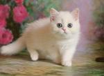 Diana - British Shorthair Cat For Sale - Miami, FL, US