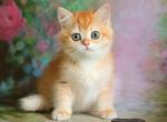 Daniel - British Shorthair Cat For Sale - Miami, FL, US