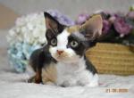 Cleopatra - Devon Rex Cat For Sale - Miami, FL, US