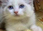 Kristian - Ragdoll Cat For Sale - Norwalk, CT, US