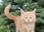 Roy - Maine Coon Cat For Sale - Norwalk, CT, US