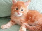 Said - Maine Coon Cat For Sale - Norwalk, CT, US