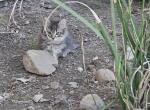 2 Kittens needs a loving home's Asap - Domestic Cat For Sale - Corona, CA, US