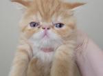 Red Male Exotic Shorthair - Exotic Cat For Sale - Cumming, GA, US