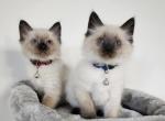 Tostada and Tabasco - Ragdoll Cat For Sale - Attica, MI, US