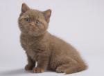 Hasan - British Shorthair Kitten For Sale - Miami, FL, US