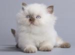 Xarty - British Shorthair Kitten For Sale - Miami, FL, US