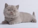 Xagen - British Shorthair Cat For Sale - Miami, FL, US