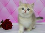 Caymon - British Shorthair Cat For Sale - Miami, FL, US