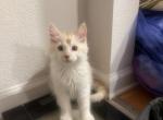 Boris - Maine Coon Cat For Sale - Jacksonville, FL, US