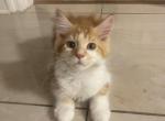 Samual - Maine Coon Cat For Sale - Jacksonville, FL, US