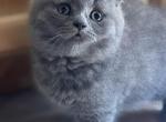 Matt - Scottish Fold Cat For Sale - Huntington, NY, US