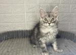 Emmy - Maine Coon Cat For Sale - NY, US