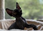 Nexus - Devon Rex Cat For Sale - Williamsburg, VA, US