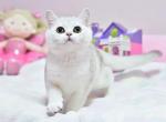 Joy - British Shorthair Cat For Sale - Brooklyn, NY, US