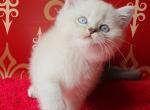 Caramel - British Shorthair Cat For Sale - Brooklyn, NY, US