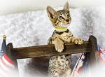 Miss Yellow SBT F4 - Savannah Cat For Sale - Lakeland, FL, US