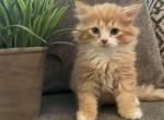 Male 2 - Siberian Cat For Sale - Commerce City, CO, US