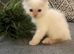 Male - Siberian Cat For Sale - Commerce City, CO, US