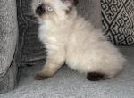 Male 3 - Siberian Cat For Sale - Commerce City, CO, US