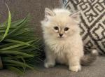 Female - Siberian Cat For Sale - Commerce City, CO, US