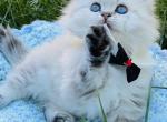 Snow ball - British Shorthair Cat For Sale - WA, US