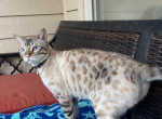 Azizi aka Kruze - Bengal Cat For Sale - Oklahoma City, OK, US