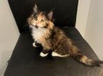 Ginger - Maine Coon Kitten For Sale - San Antonio, TX, US