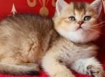 Eva - British Shorthair Cat For Sale - Brooklyn, NY, US