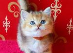 Edvard - British Shorthair Cat For Sale - Brooklyn, NY, US