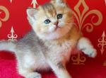 Esaul - British Shorthair Cat For Sale - Brooklyn, NY, US